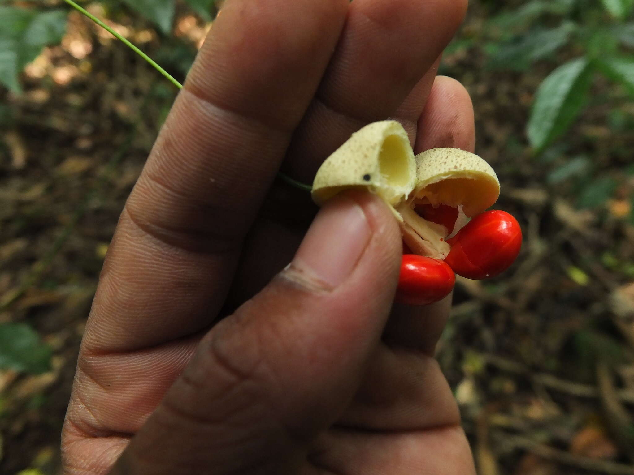 Image of Glyptopetalum grandiflorum Beddome