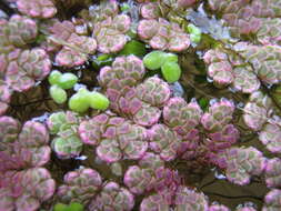 صورة Azolla filiculoides Lam.