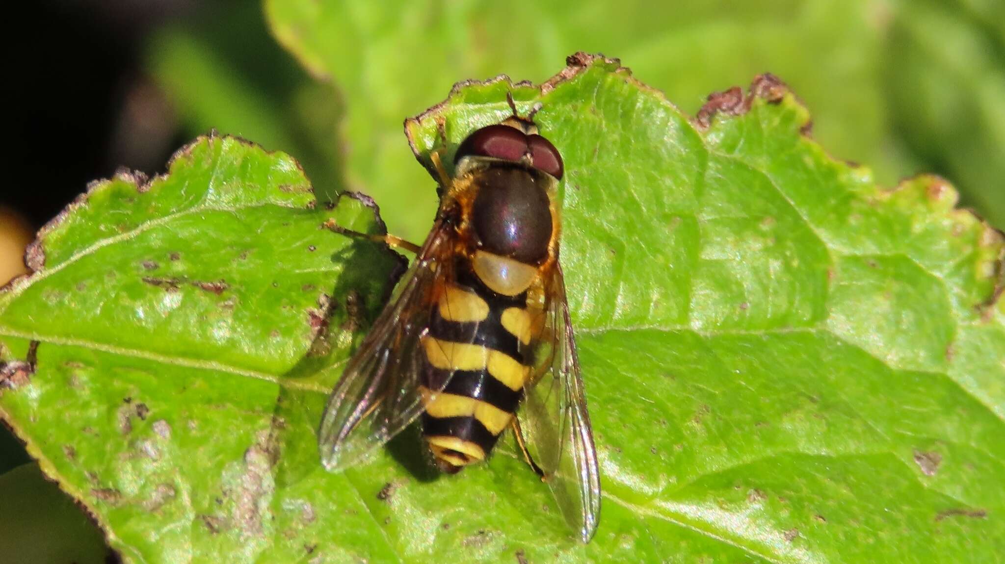 Image of Common Banded Hoverfly