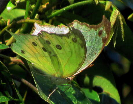 Image of Protogoniomorpha parhassus (Drury 1782)