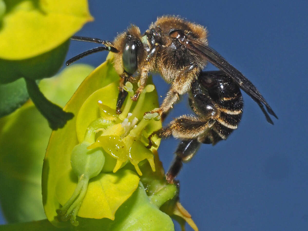 Image of Macropis europaea Warncke 1973