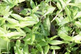 Image of Northern caiman lizard