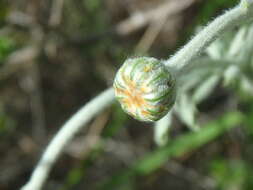 Tanacetum poteriifolium (Ledeb.) Grierson的圖片