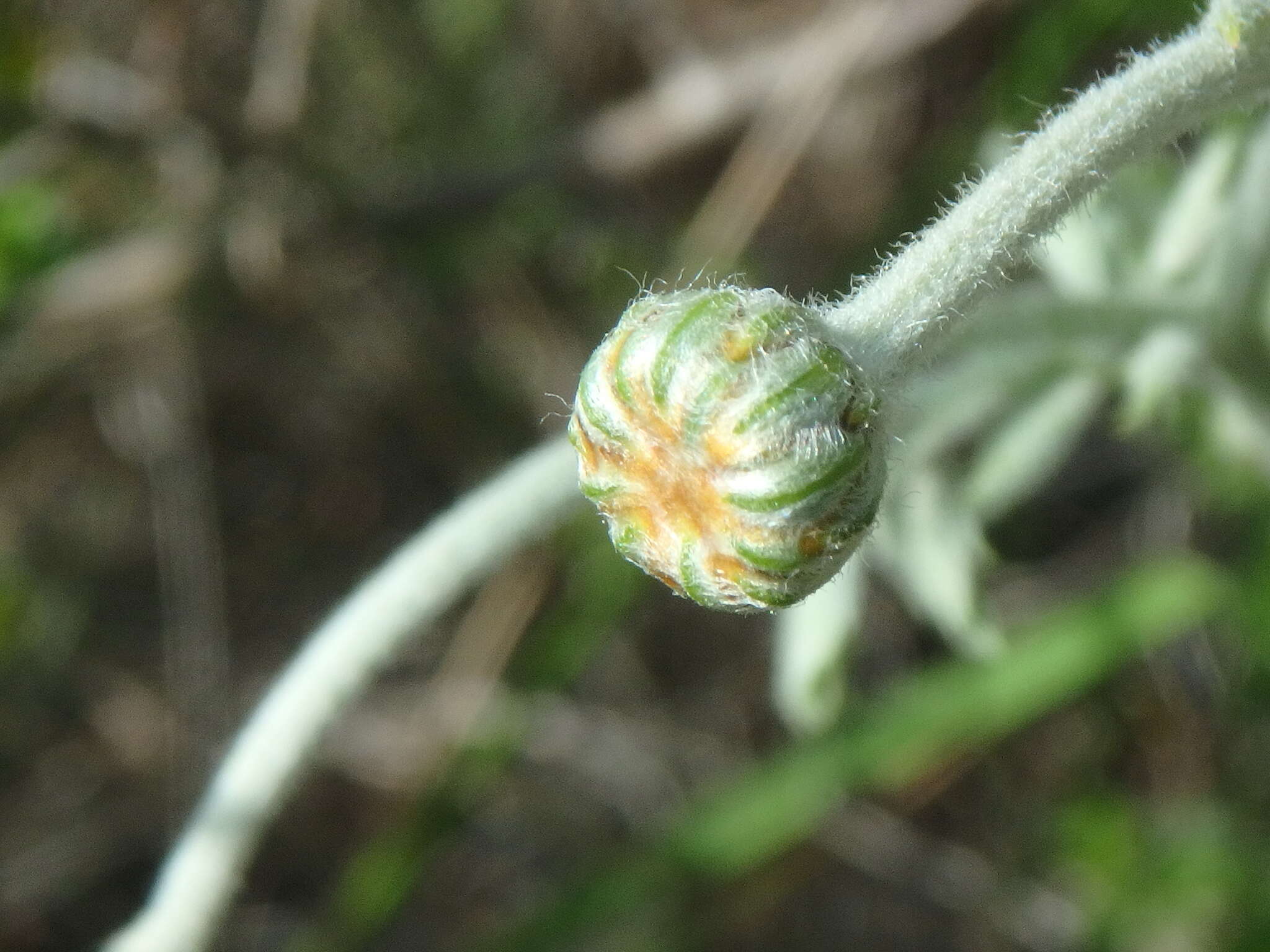 Tanacetum poteriifolium (Ledeb.) Grierson的圖片