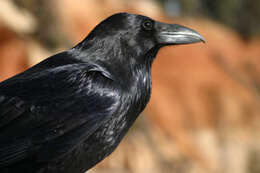 Image of Northern Raven