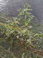 Image of River Water-dropwort