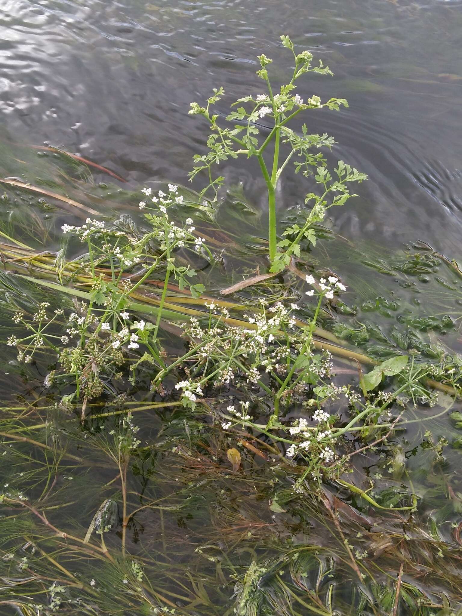 Image of River Water-dropwort