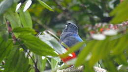 Image of Baird's Trogon