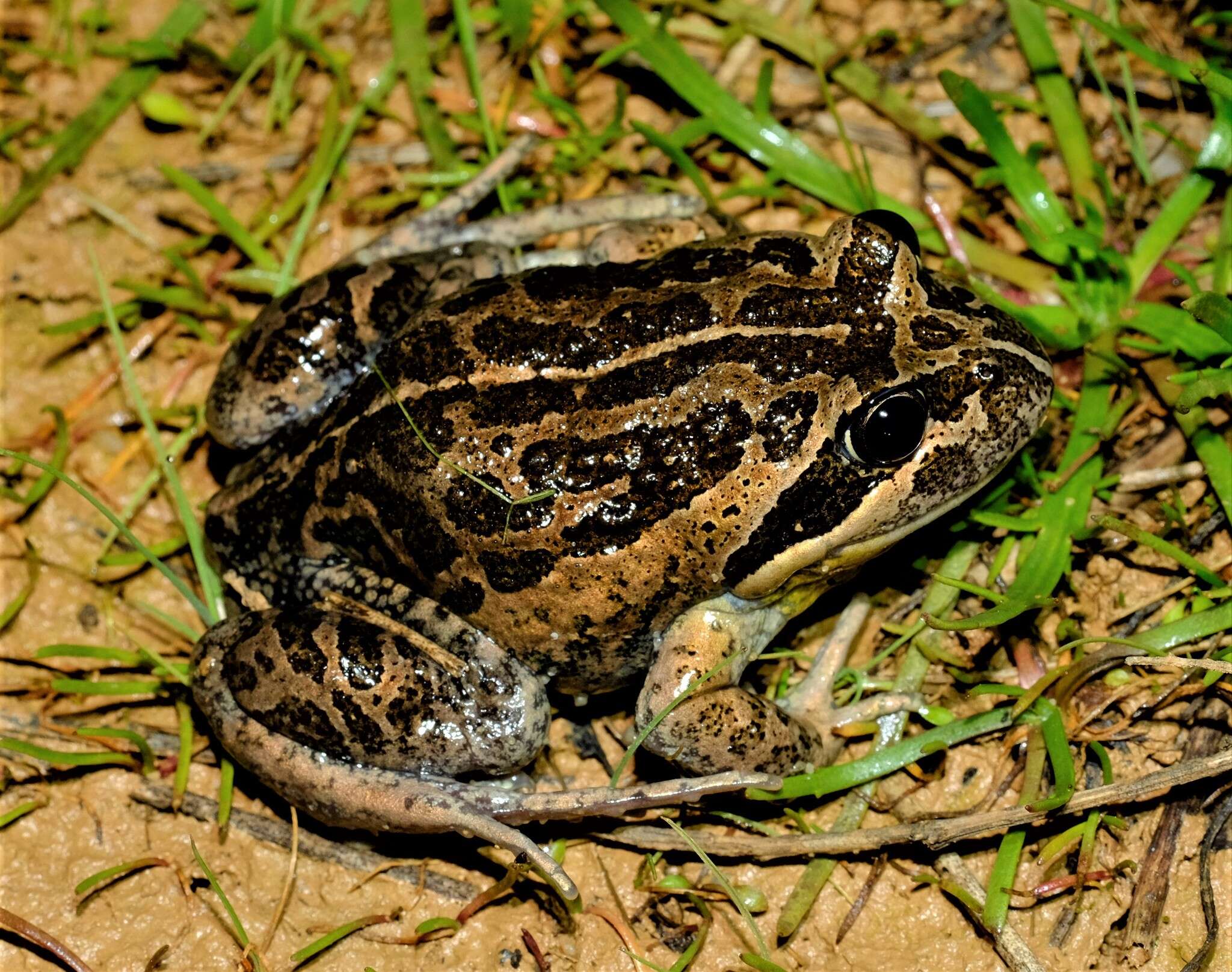 Image of Limnodynastes dumerilii Peters 1863