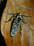 Image of mottled umber
