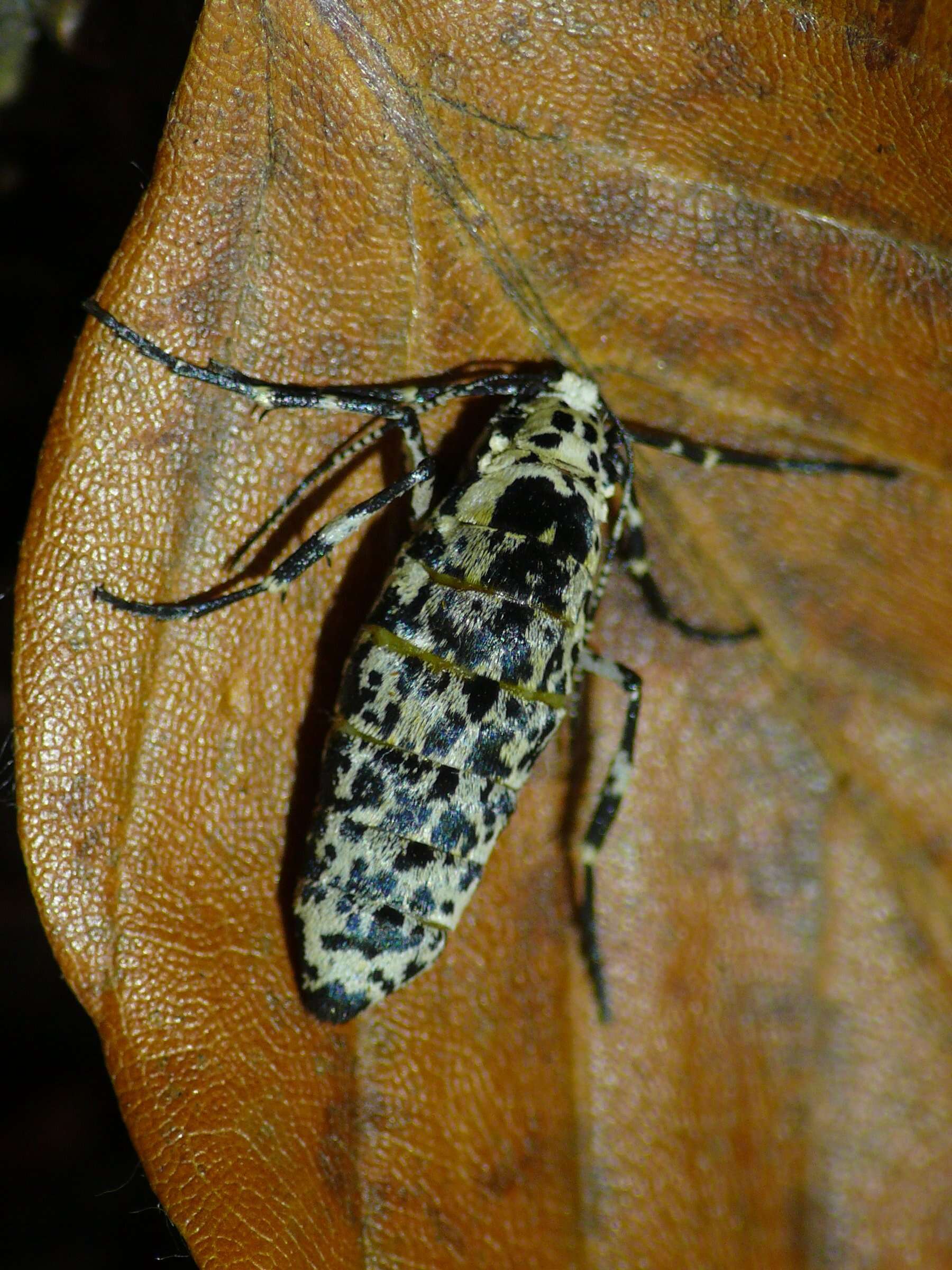 Image of mottled umber