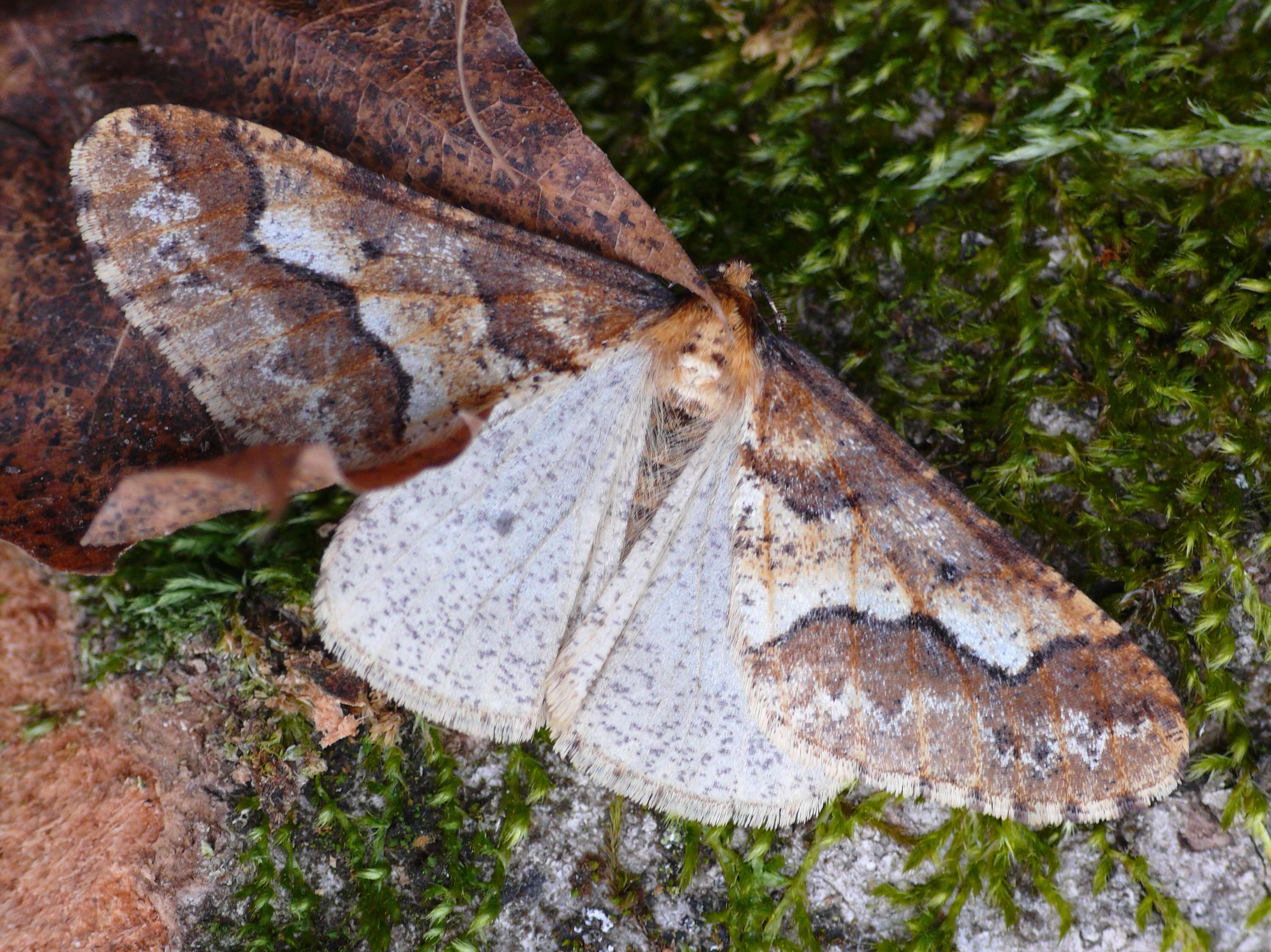 Image of mottled umber