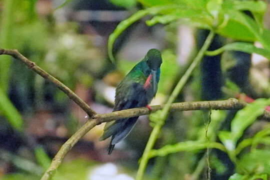 صورة Chalybura urochrysia (Gould 1861)