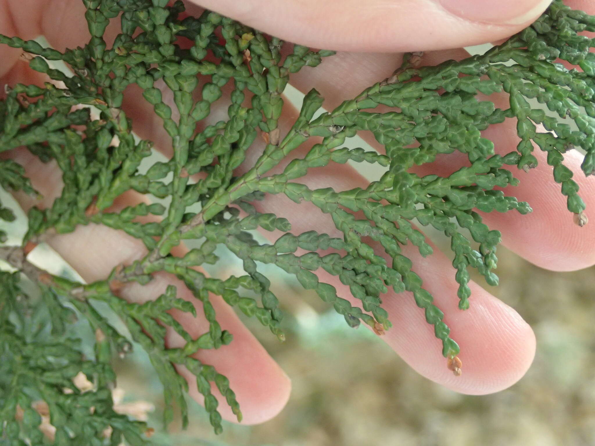 Image of Hinoki Cypress