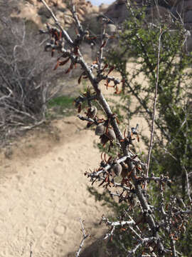 Prunus fasciculata (Torr.) Gray resmi