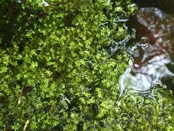 Image of valdivia duckweed