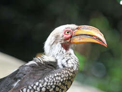 Image of Southern Yellow-billed Hornbill