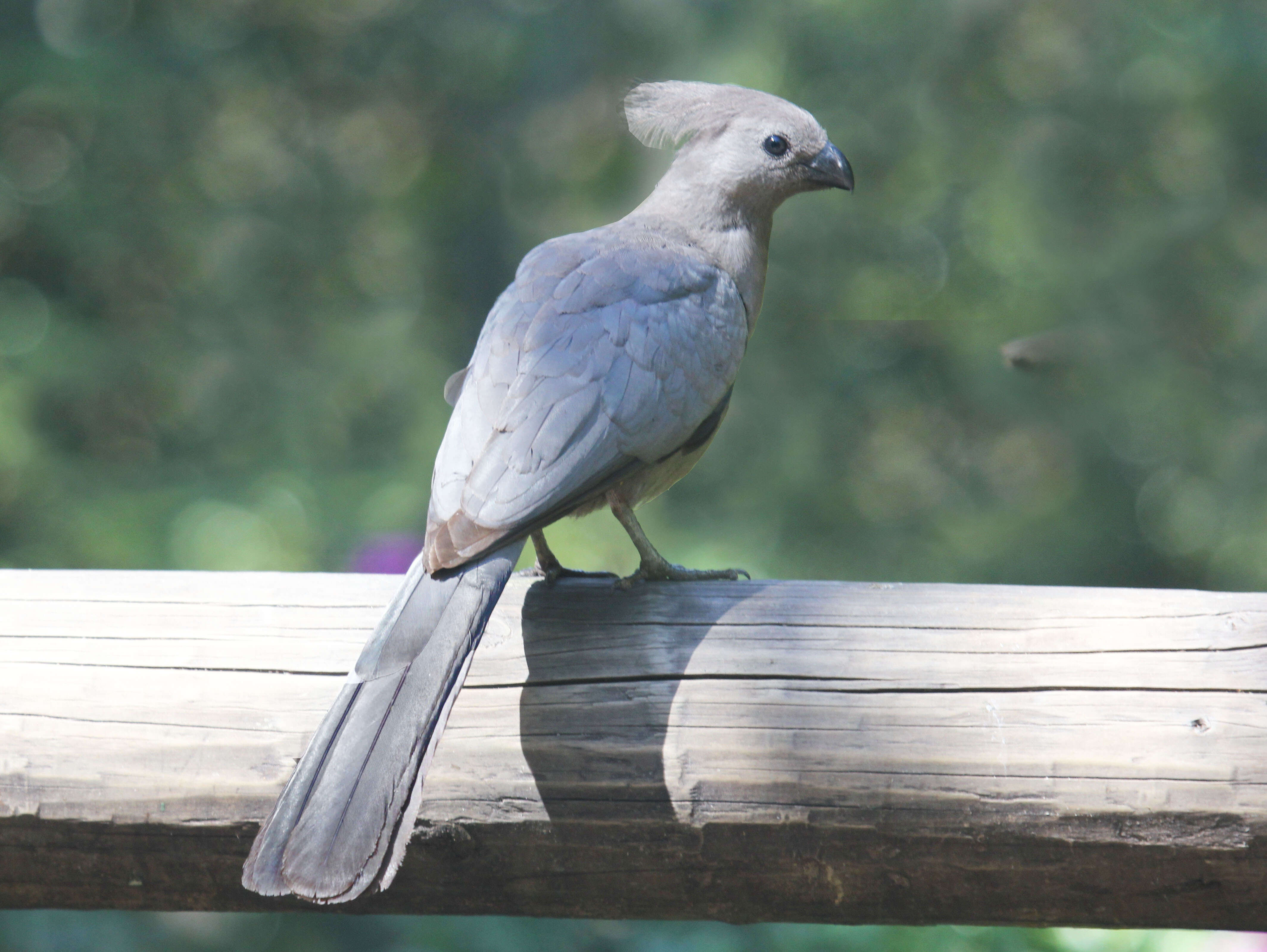 Image of Grey Go-away-bird