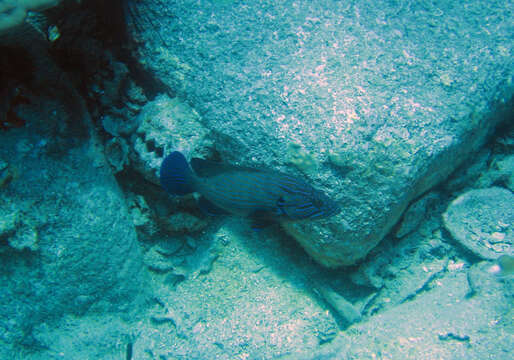 Image of Blue-lined Rock Cod