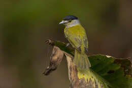 Image of Green-backed Becard