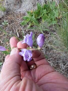 Image of Black River beardtongue