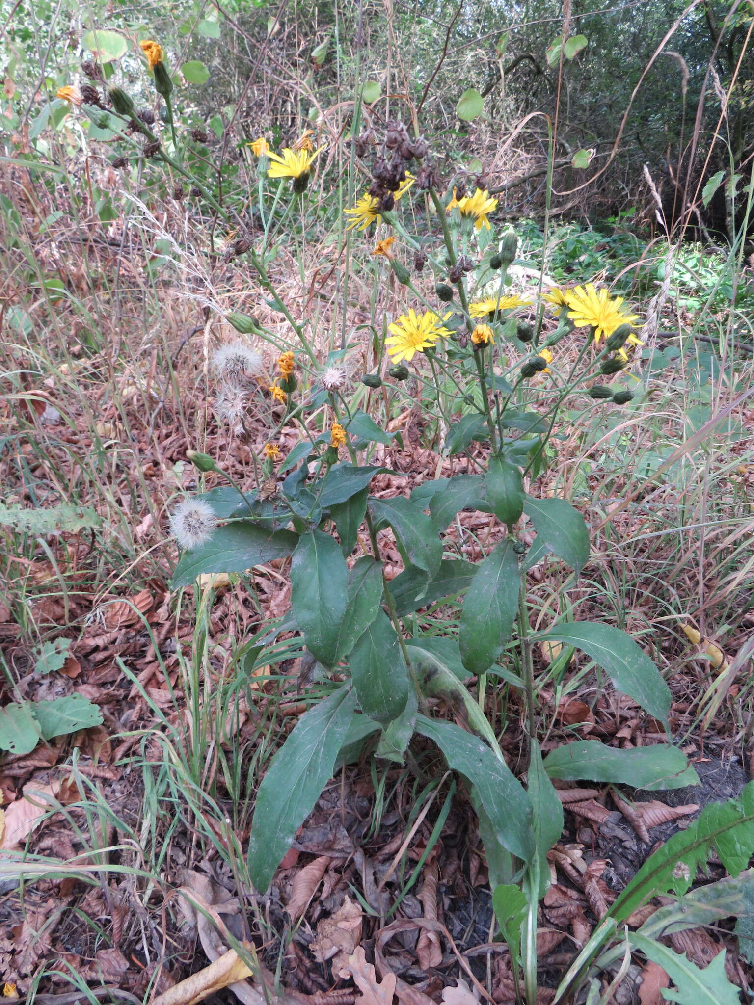 Image of New England hawkweed