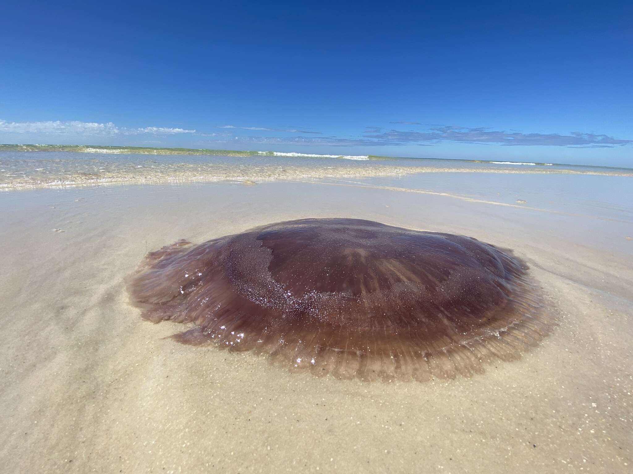 Image of larson's jellyfish