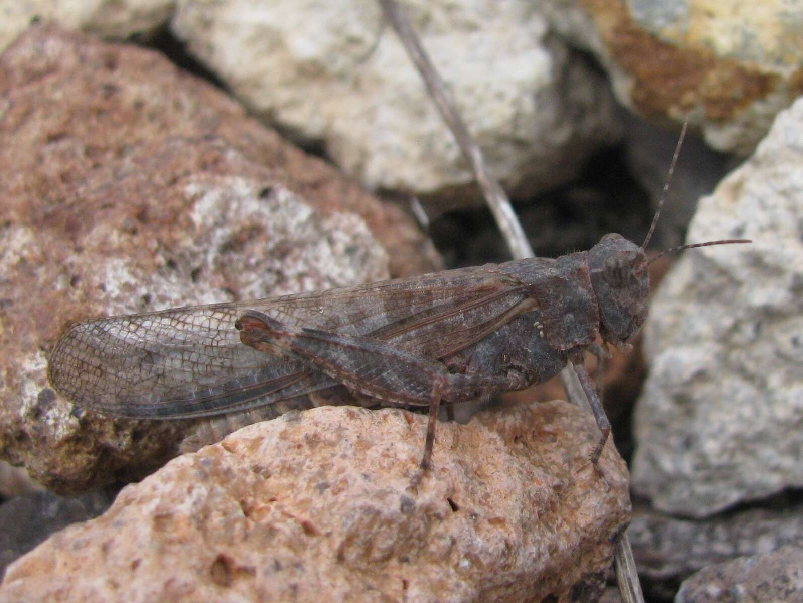 Image of Circotettix undulatus (Thomas & C. 1872)