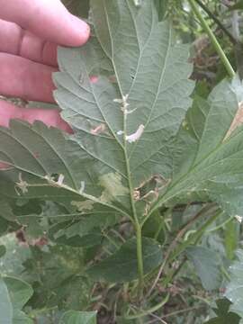 Image of Cosmopterix zieglerella