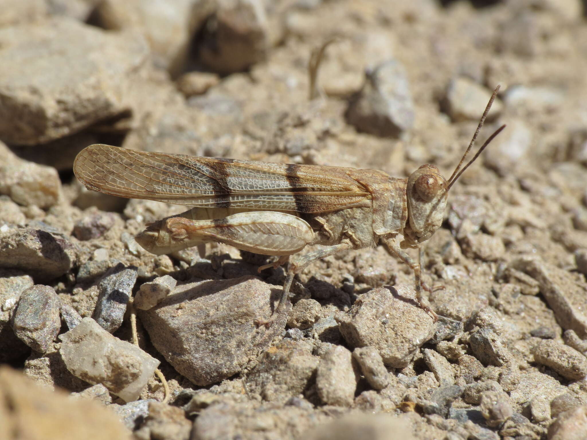 Image of Sphingonotus (Sphingonotus) lluciapomaresi (Defaut 2005)