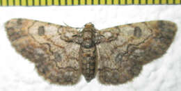 صورة Orbamia octomaculata Wallengren 1872