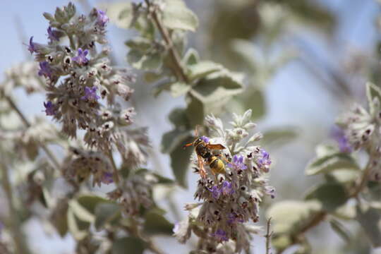 Ancistrocerus lineativentris Cameron 1906 resmi