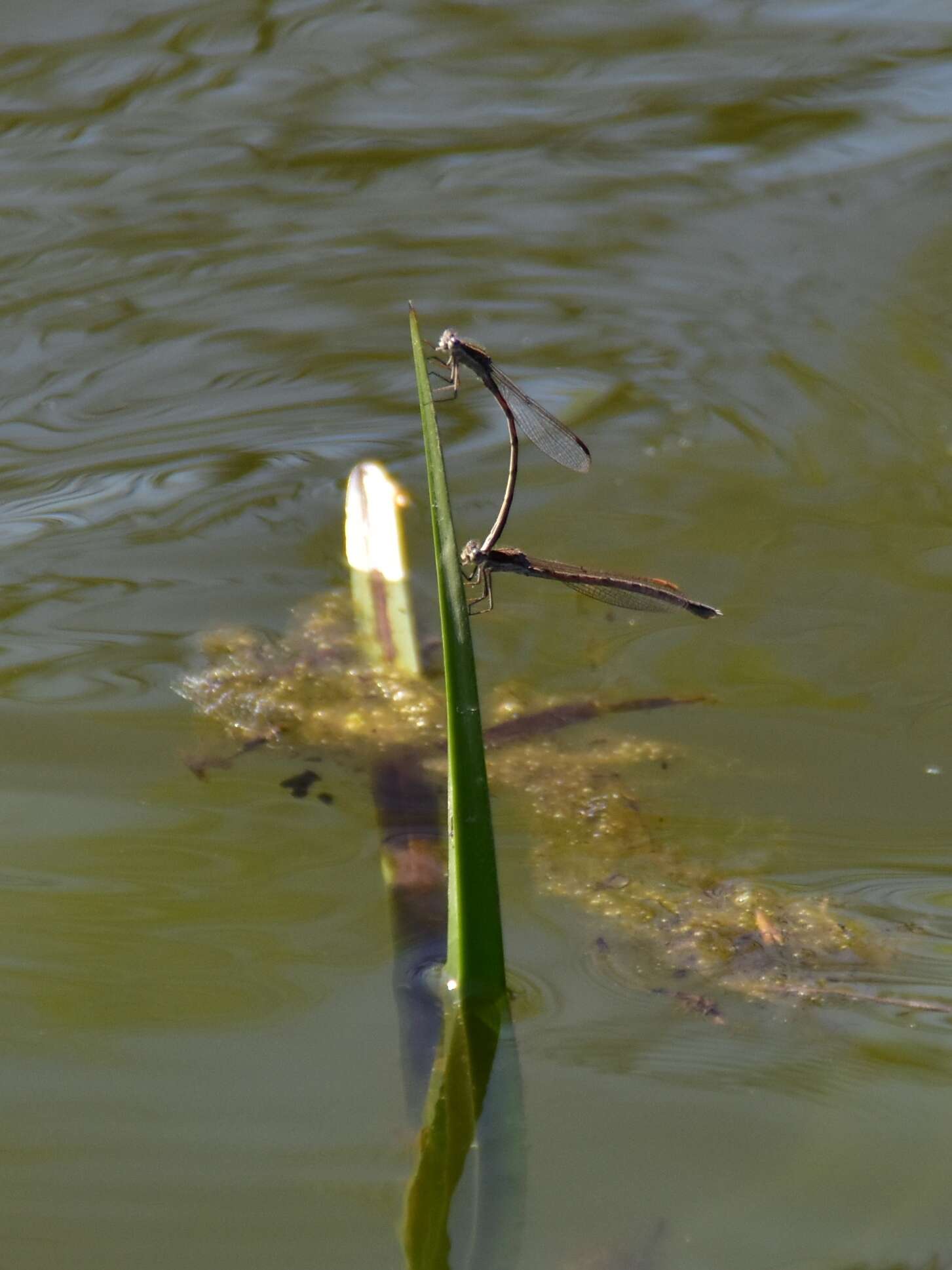 Image of Common Winter Damsel