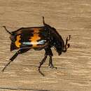 صورة Nicrophorus (Nicrophorus) mexicanus (Matthews & A. 1887)