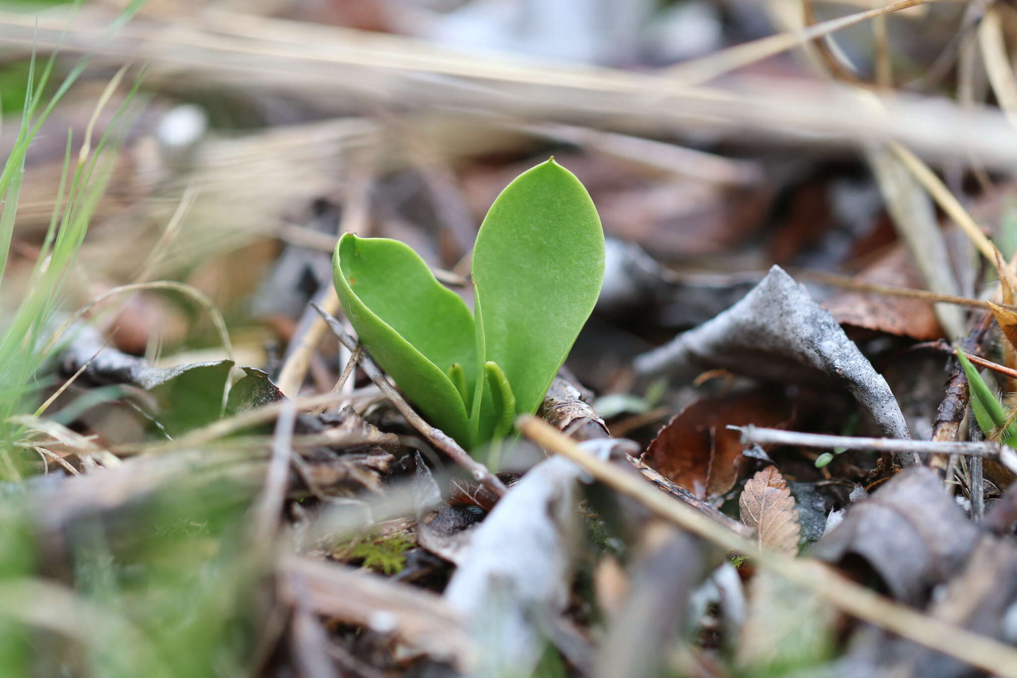 Image of Limestone Adder's-Tongue