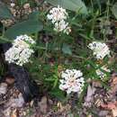 Image of Pimelea linifolia subsp. linifolia