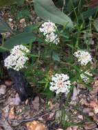 Image of Pimelea linifolia subsp. linifolia