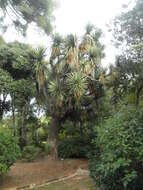 Image of Palma China yucca