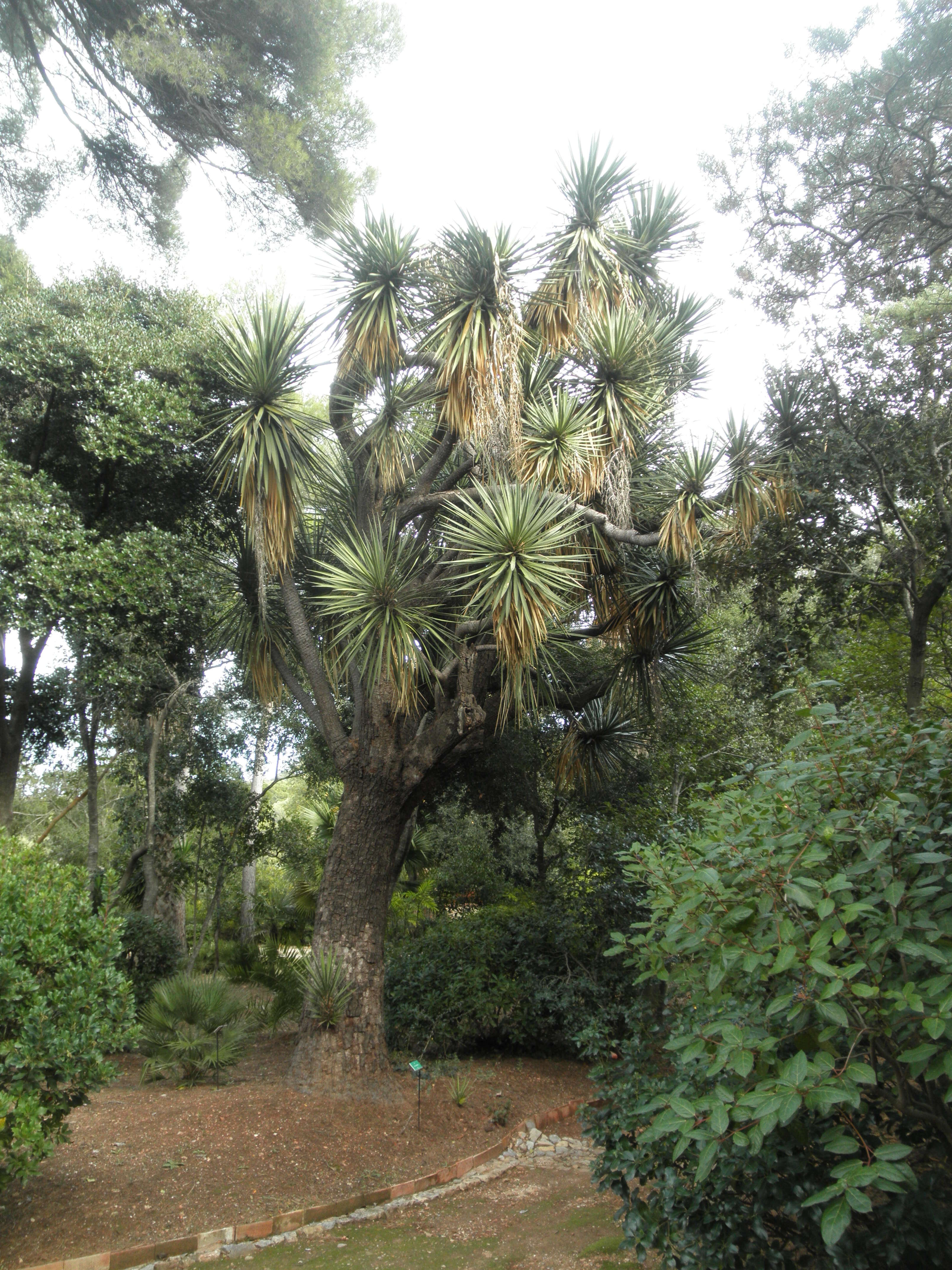 Image of Palma China yucca