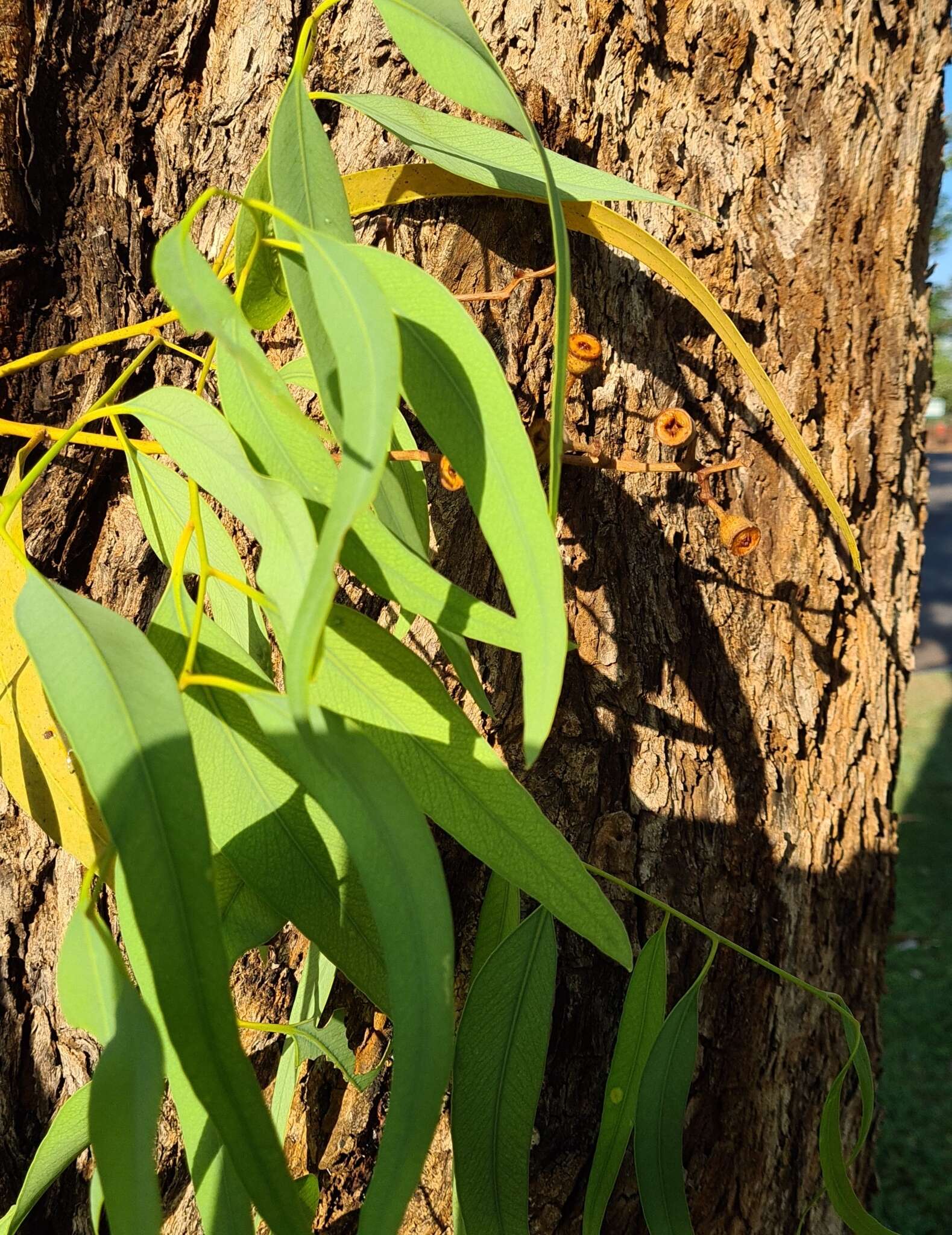 Image of Eucalyptus patellaris F. Müll.