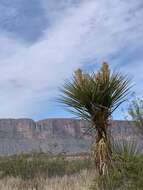 Image de Yucca faxoniana Sarg.