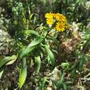 Plancia ëd Faujasia salicifolia (Pers.) C. Jeffrey