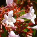 Image of Abelia × grandiflora