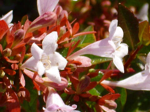 Image of Abelia × grandiflora