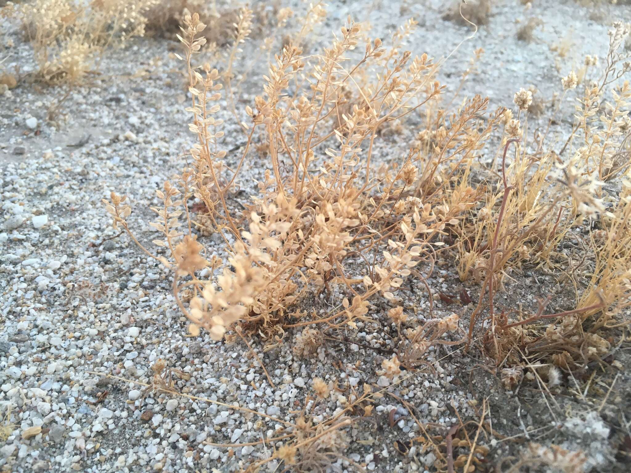 Image of shaggyfruit pepperweed