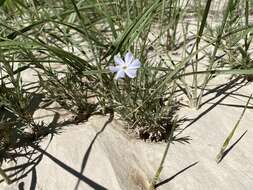 Imagem de Phlox andicola E. Nelson