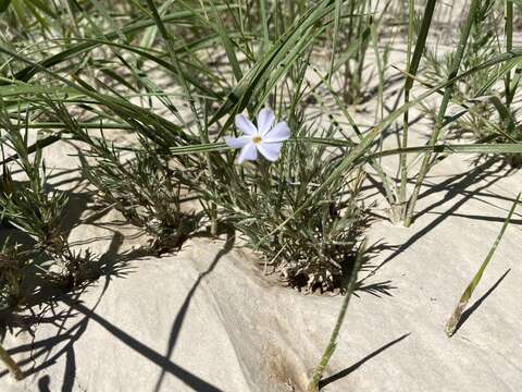 Image of prairie phlox