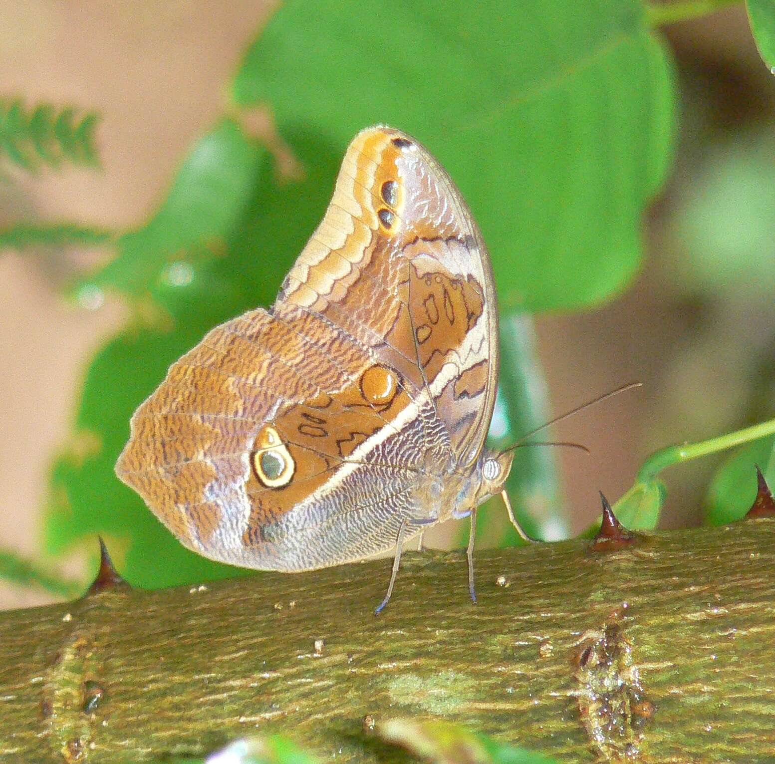 Plancia ëd Eryphanis reevesii pusillus Stichel 1904