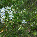 Image of swamp daisy-bush