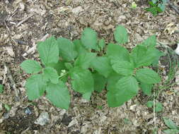 Image of Melittis melissophyllum subsp. carpatica (Klokov) P. W. Ball